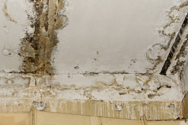 Best Attic Mold Removal  in Great Bend, KS